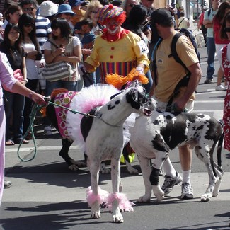 Santa Barbara Big Dog Parade