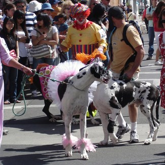 Santa Barbara Big Dog Parade