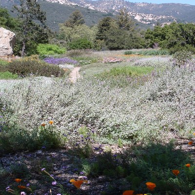 Botanic Garden, Santa Barbara